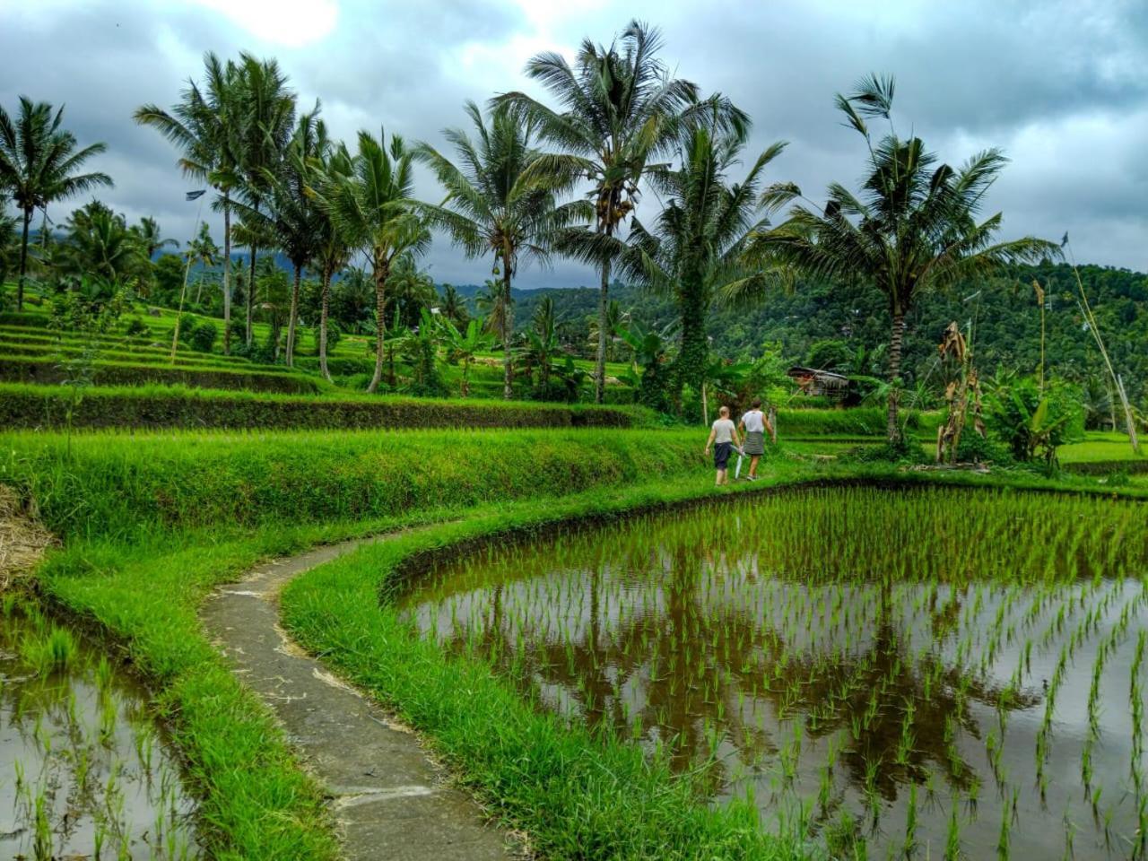 Puri Pilihani Hostel Munduk Exteriör bild